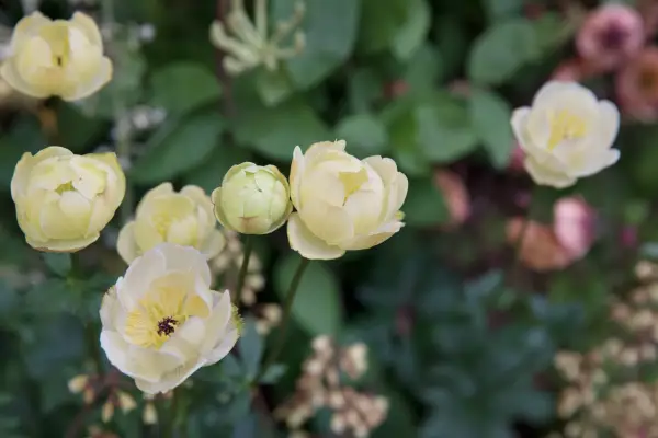 Trolly 10 kulturelle 'alabaster'