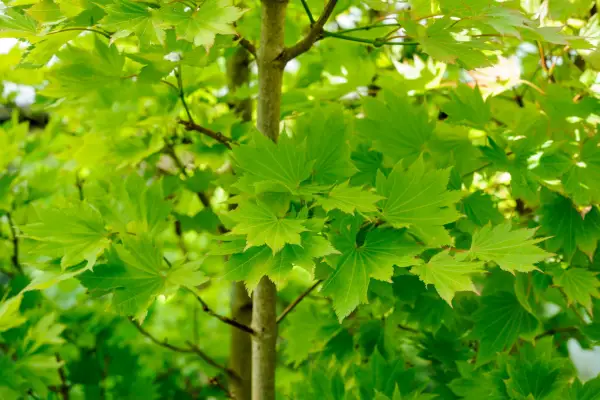 Acer shirasawanum „oranžový“