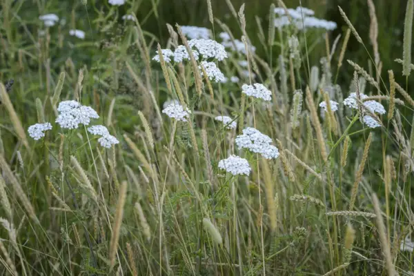 Achillea millefolium