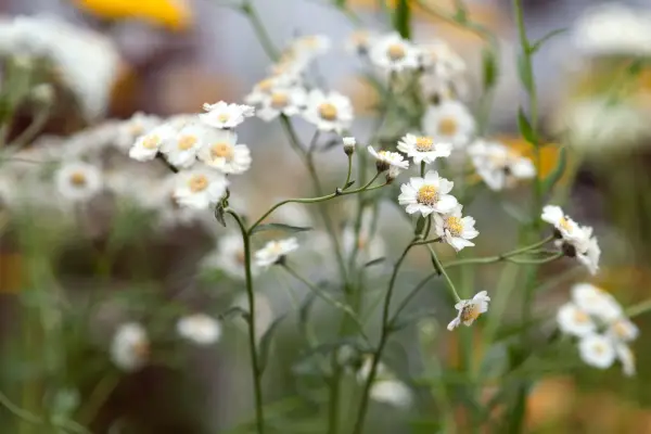 Achillea ptarmica «la perle»