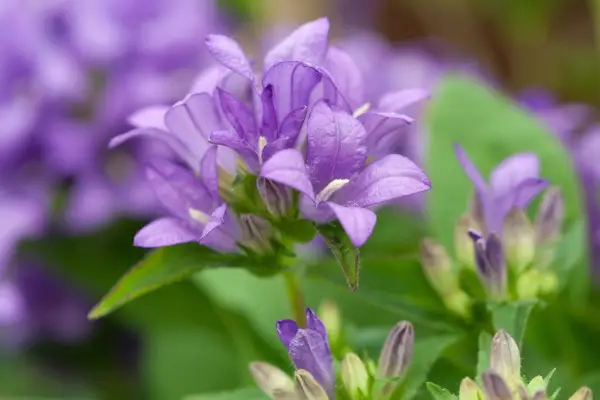 Campanula glomerata „Purple Pixie”