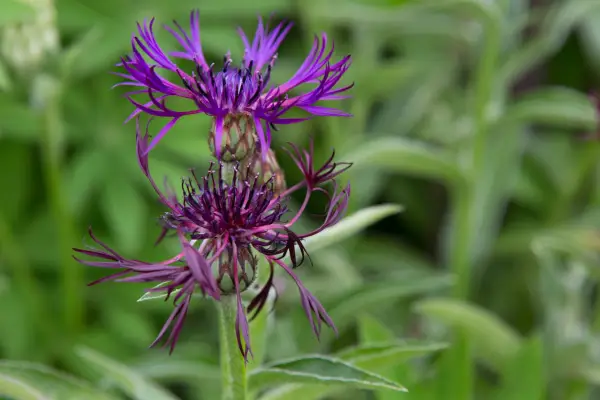 Centaurea Montana 'Jordy'
