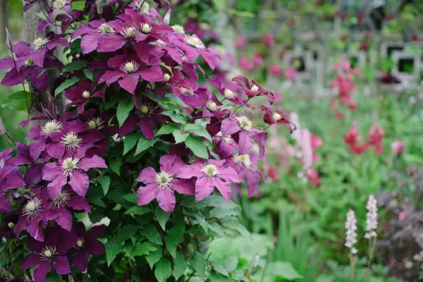 Clematis Niobe
