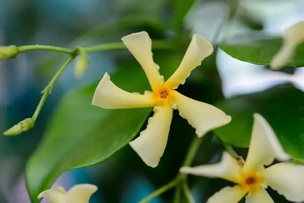 Trachelospermum asiaticum