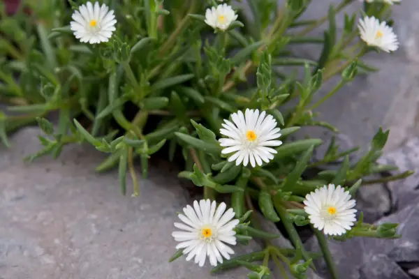 Delosperma Cooperi 'Desert Moonstone의 보석'