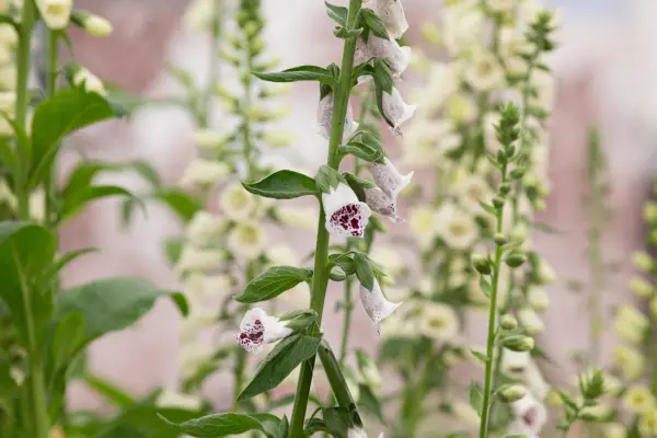 Digitalis Purpurea 'Pam's Choice '