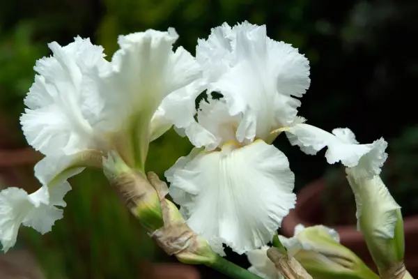 Iris 'Christmas Angel'