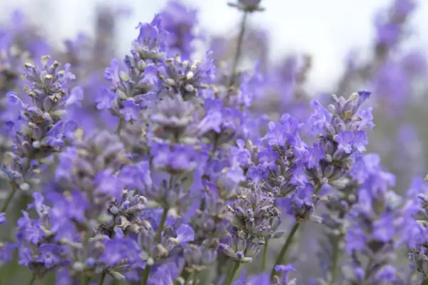 Dawn está 'Blue Cushion'