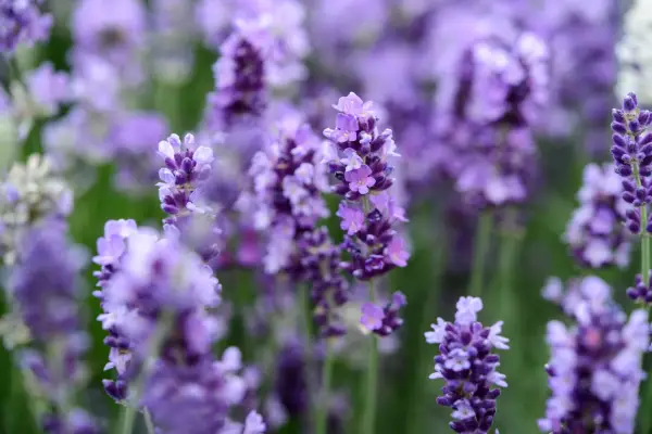 lavandula angustijolia 'Imperial Gem'