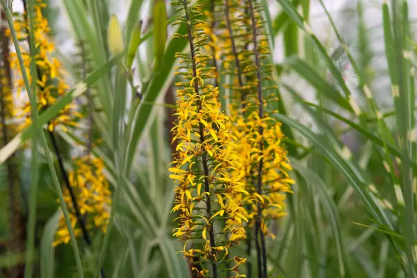 Ligeularia „rakieta”
