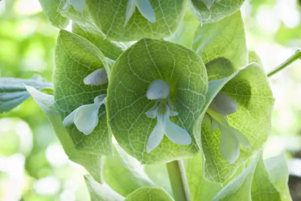 Subunità di Moliccella