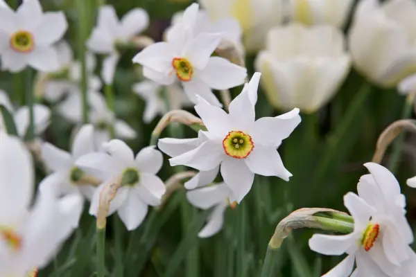 Narcissus Poeticus SSP. buet