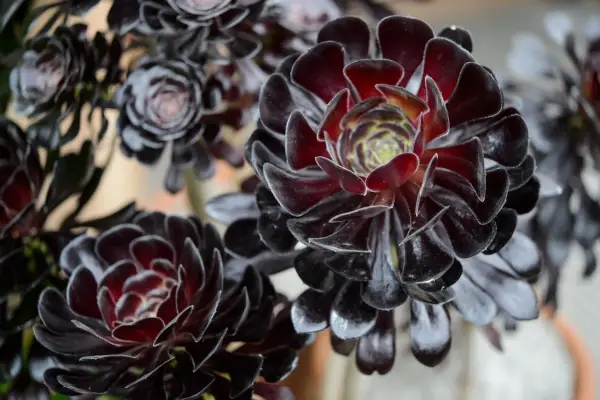 Aeonium 