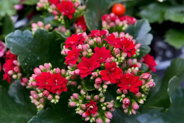 Kalanchoe blossfeldiana