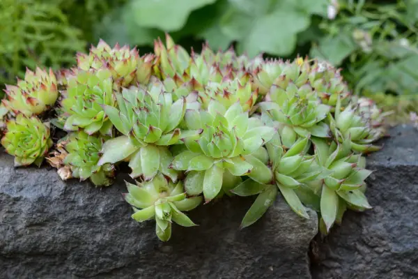 Sempervivum
