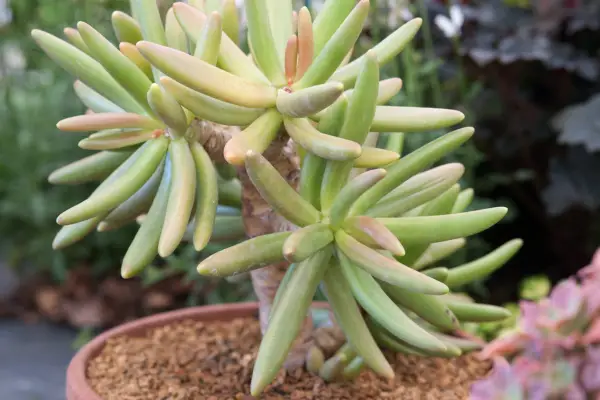Pachyphytum viride