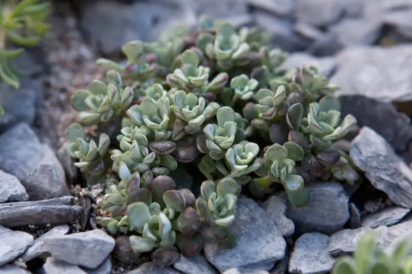 Sedum 