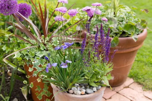 Pink scabious, purple salvias and blue iris in a terracotta pot topped with pebble mulch