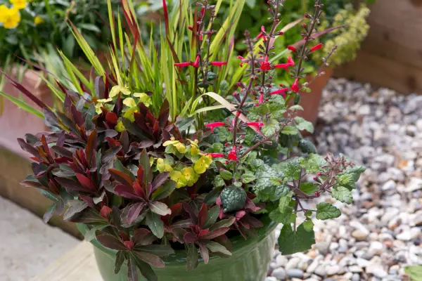 A red and bright-green planting combination of euphorbia, salvia and Japanese blood grass in a green pot