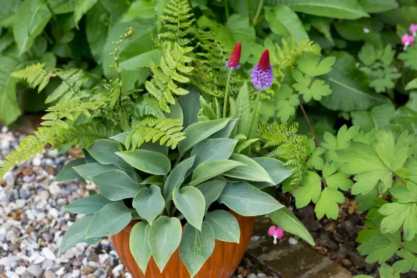 A purple and red flowering primula, a hosta and a fern together in an orange pot