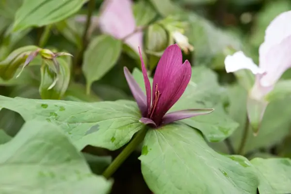 트릴 리움 쿠 나이트 툼