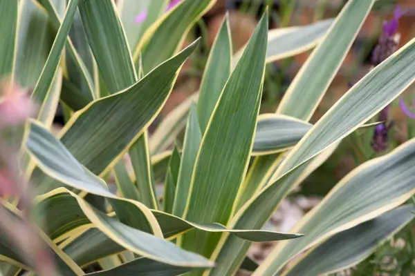 Gloriosa 'variegata' Yucca