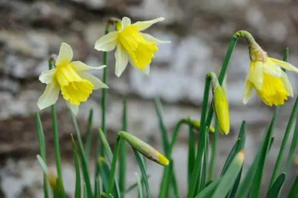 Narcissus 
