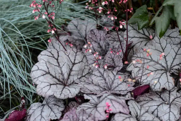 Heuchera 