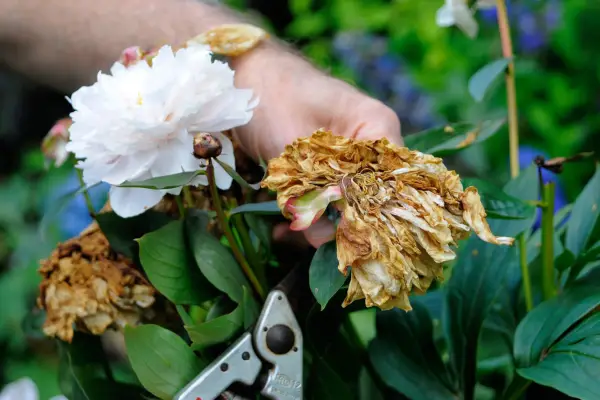 Deadheading peonies