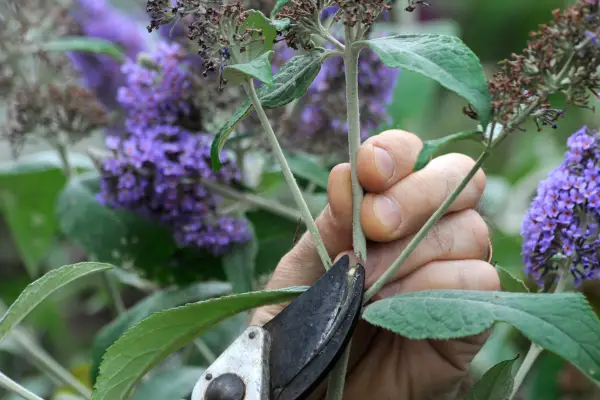 Buddleia deadheading.