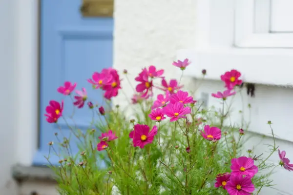 Pink cosmos and pale blue door