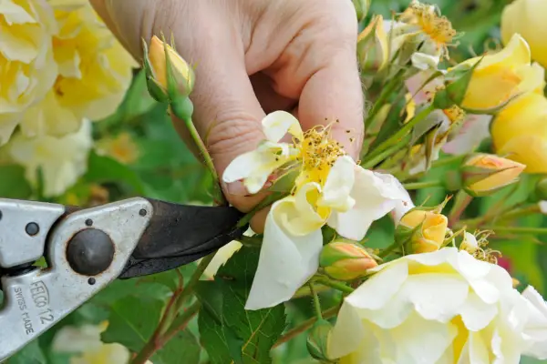 Deadheading roses