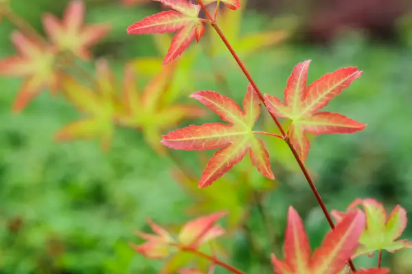Acer Palmatum 'Lille Prinsesse'