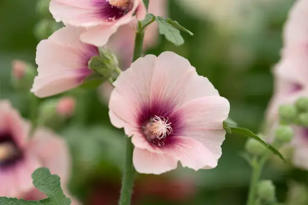 Alcea rosea 'Halo abrikos'