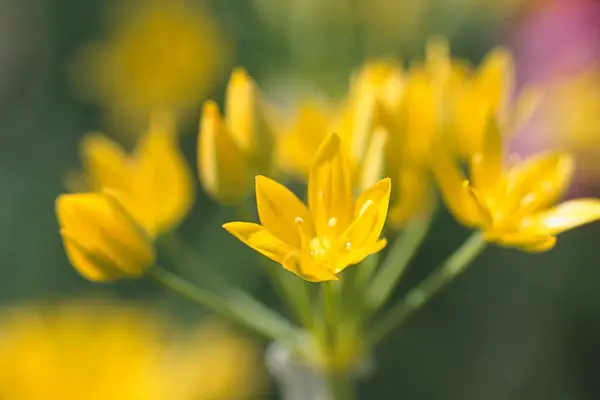 Allium Moly 'Jeannine'