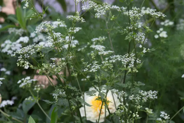 Anthriscus sylvestris