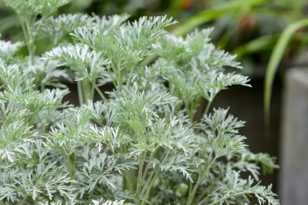 Artemisia 'Powis Castle'