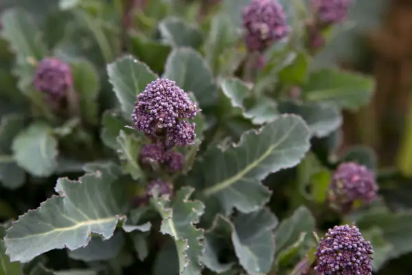 Brassica oleracea var. Italica „încolțire violet timpurie”