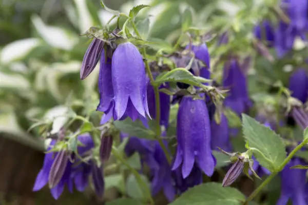 Campanula 'Kent Belle'