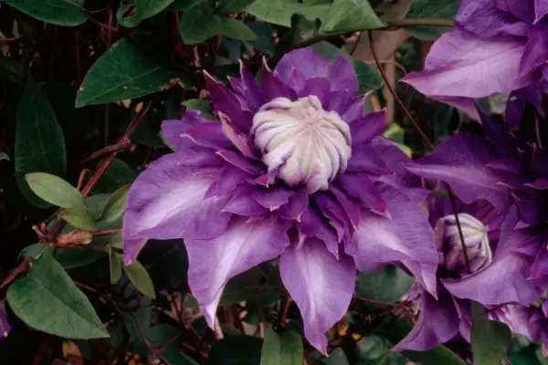 Clematis „Multi Blue”