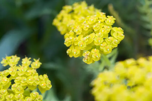 Euphorbia Segieriana Subp. Niciciana