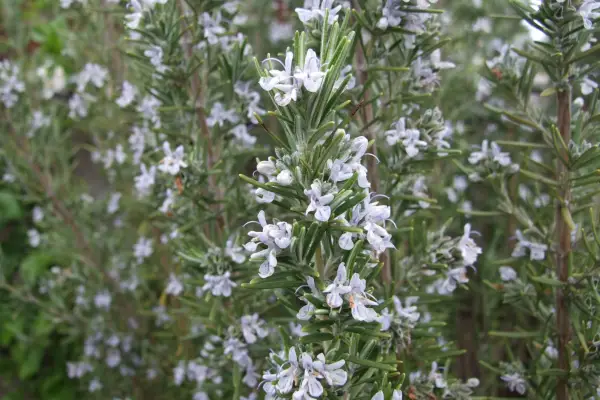 Faktový súbor: Rosemary