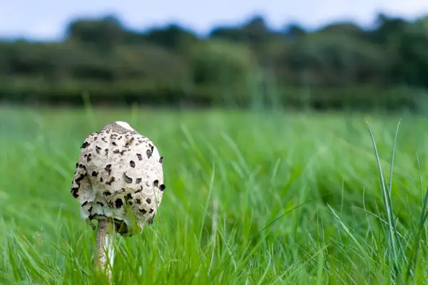 Ripening parasol mushroom (Macrolepiota procera)