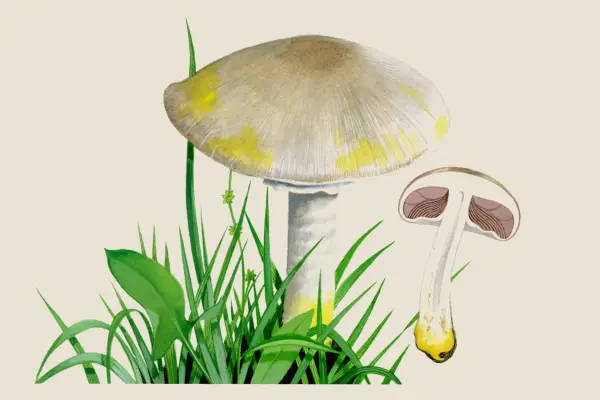 Yellow-staining mushroom (Agaricus xanthodermus)