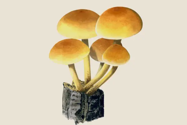 Sulphur tuft (Hypholoma fasciculare)