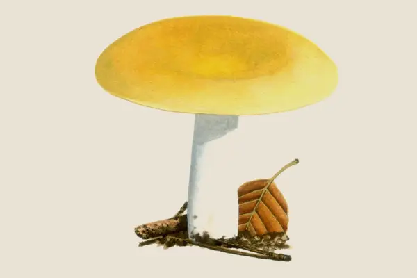 Common ochre russula (Russula ochroleuca)
