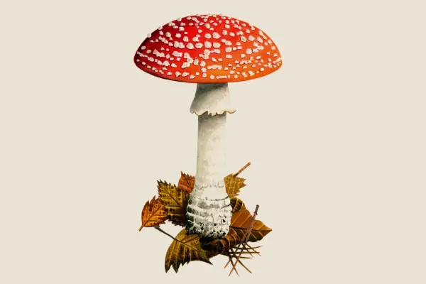 Fly agaric, Amanita muscaria
