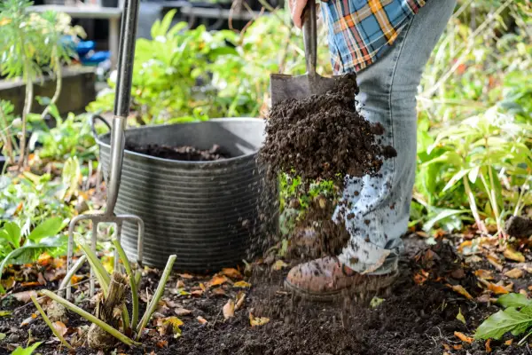 Shovelling organic matter from a trug to fork into the ground
