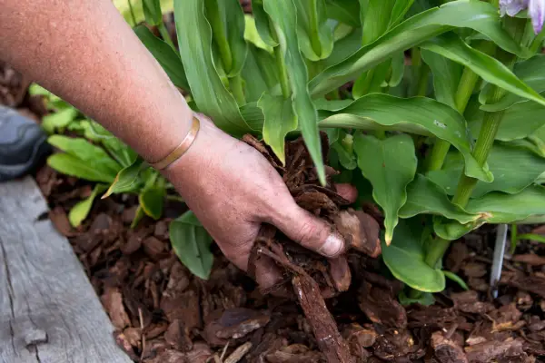 Placing bark mulch around a garden plant