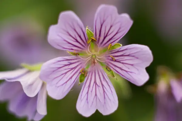 Mauve flowers of hardy Geranium 